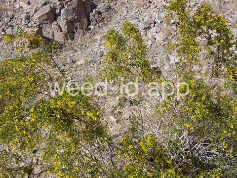 creosotebush